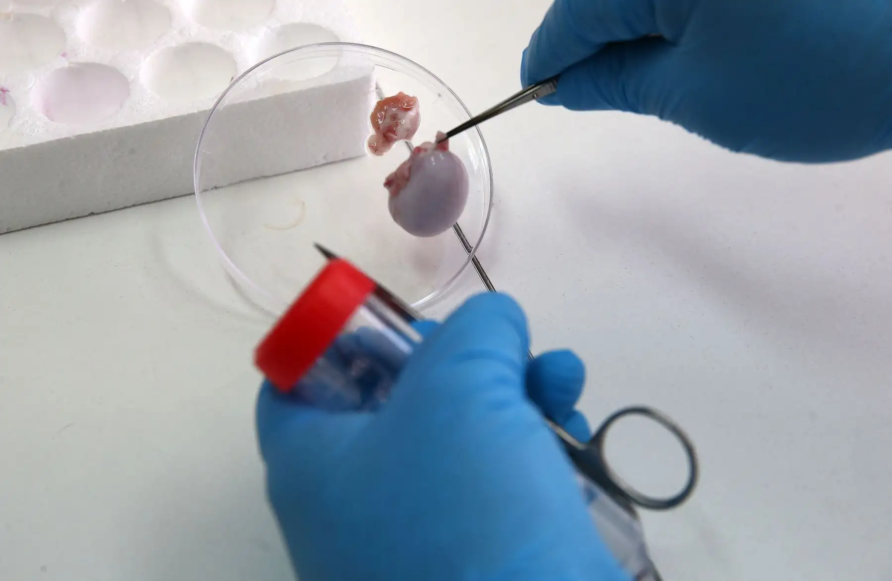 Si bien la tecnología de microcirugía embrionaria ya se ha aplicado antes en otros animales, como bovinos, para el caso de las alpacas, sería la primera vez en alcanzar una clonación. EFE