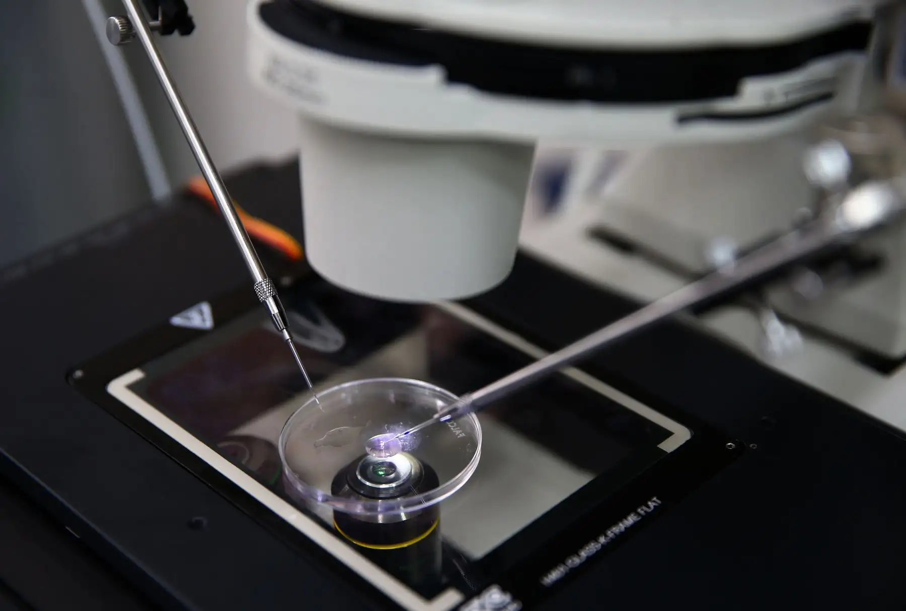Los investigadores sostienen que mediante la clonación de un ejemplar de buena variabilidad genética, buena fibra, o buena cantidad de carne se puede alcanzar un mayor número de individuos similares. La intención es que los embriones sean divididos utilizando el micromanipulador para tener dos ejemplares idénticos. EFE