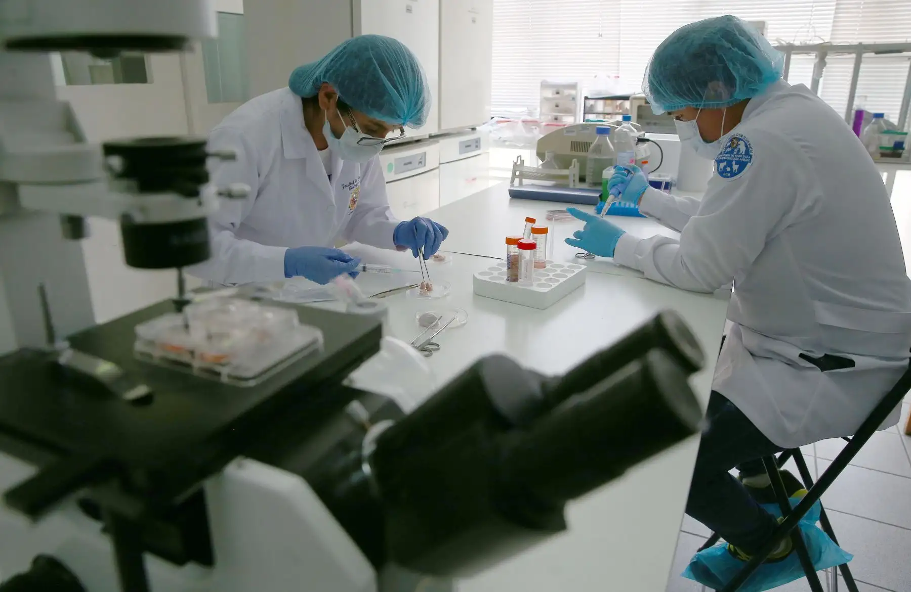Así, a partir de una fecundación, se podría ahorrar un año de productividad, que es el tiempo aproximado de gestación de las alpacas. EFE