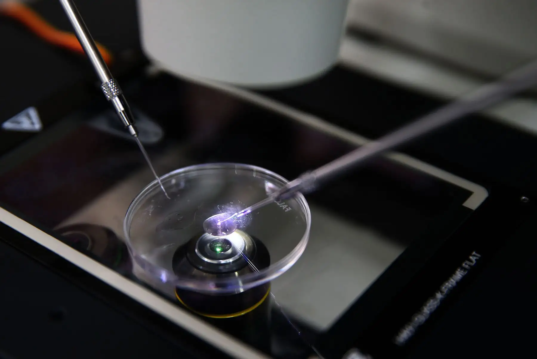 Se estima que al término del primer año del trabajo en laboratorio se cuente con los embriones de alpaca, para pasar a un segundo año de bipartición embrionaria. Al tercer año, esperan lograr la transferencia y tener los primeros nacimientos de clones de alpacas. EFE