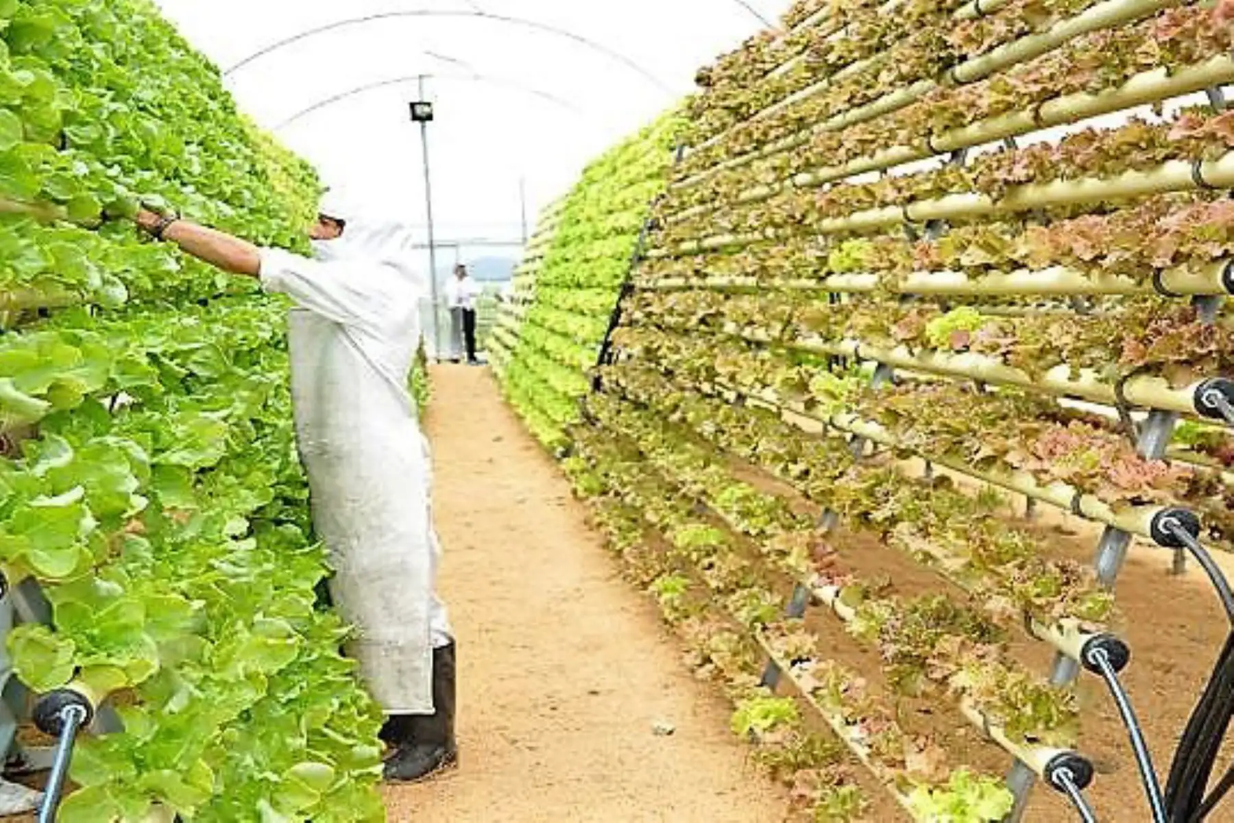 Proyecto optimiza el consumo de energía en industrias agrícolas de Piura.