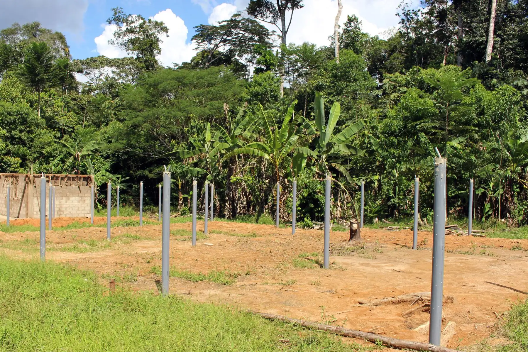 Conservación de bosques. ANDINA/Difusión