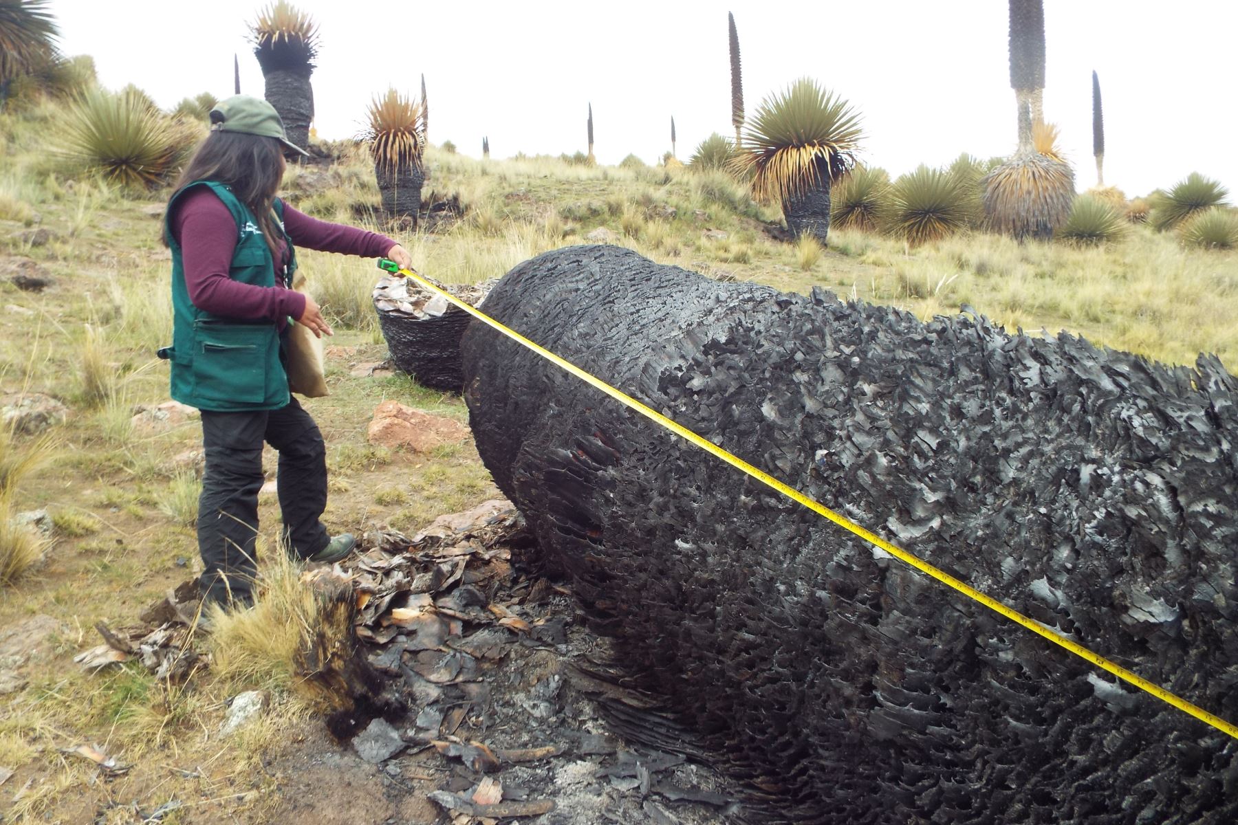 Serfor denuncia quema de más de 1,000 árboles de Puya Raimondi en Puno. ANDINA/Difusión