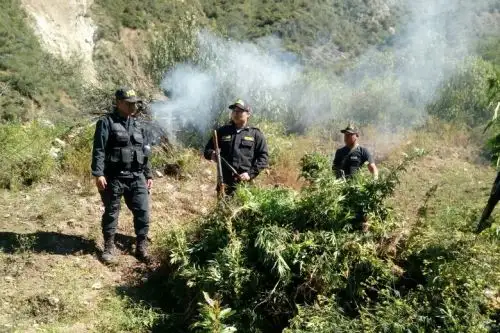 En un operativo realizado en el Valle de los ríos Apurímac, Ene y Mantaro (Vraem), agentes de la Policía Nacional del Perú (PNP) decomisaron 160 paquetes de cocaína y detuvieron a siete personas en el distrito de Kimbiri, ubicado en la provincia cusqueña de La Convención.