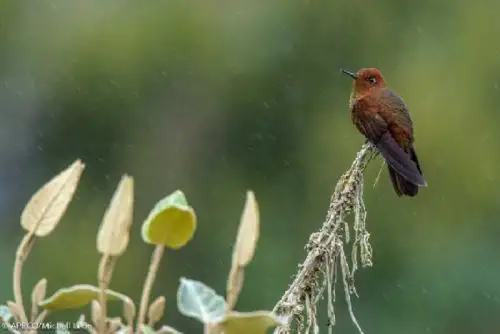 Bosque amazónico, un ecosistema vulnerable. Foto: ANDINA/Difusión