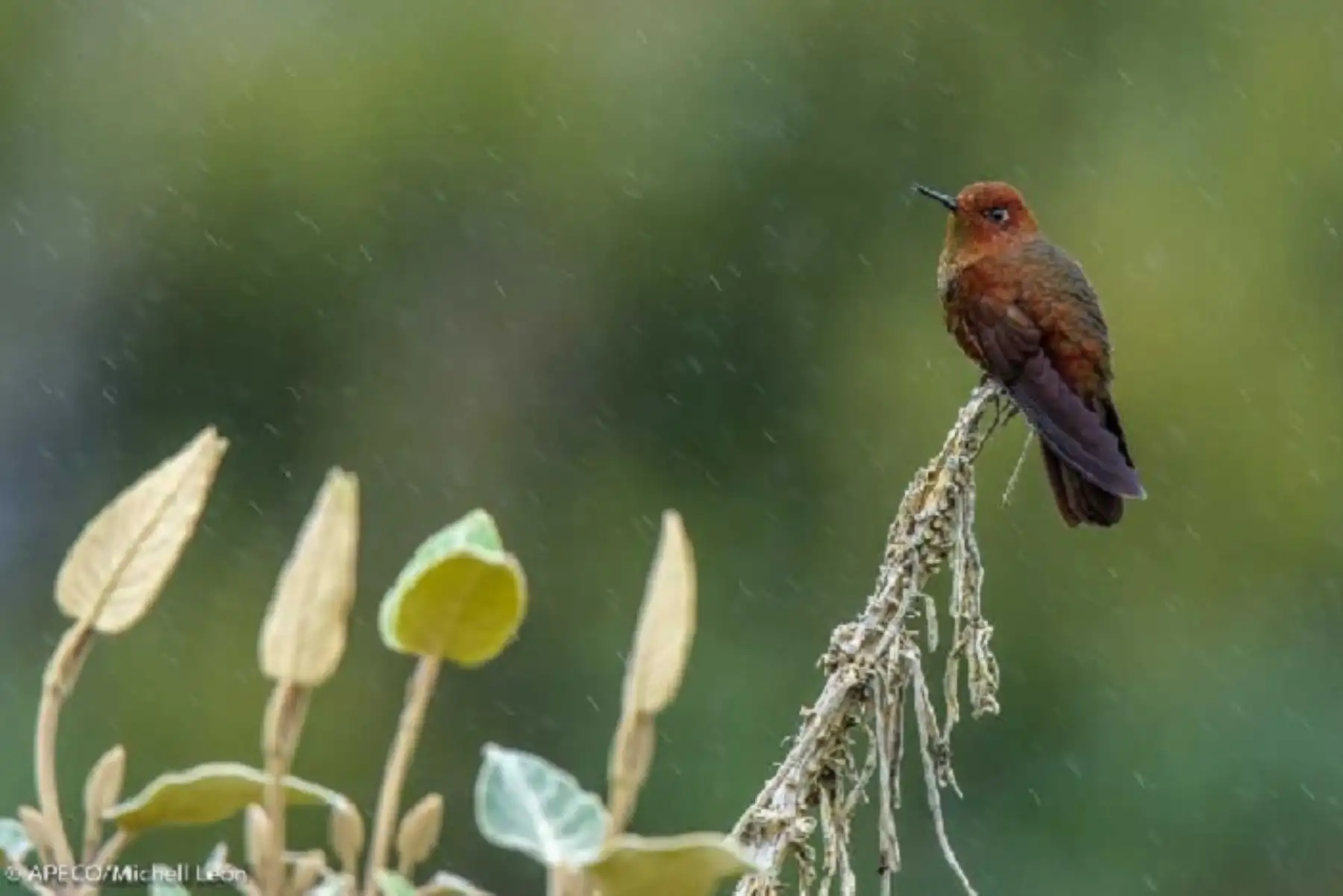 Bosque amazónico, un ecosistema vulnerable. Foto: ANDINA/Difusión