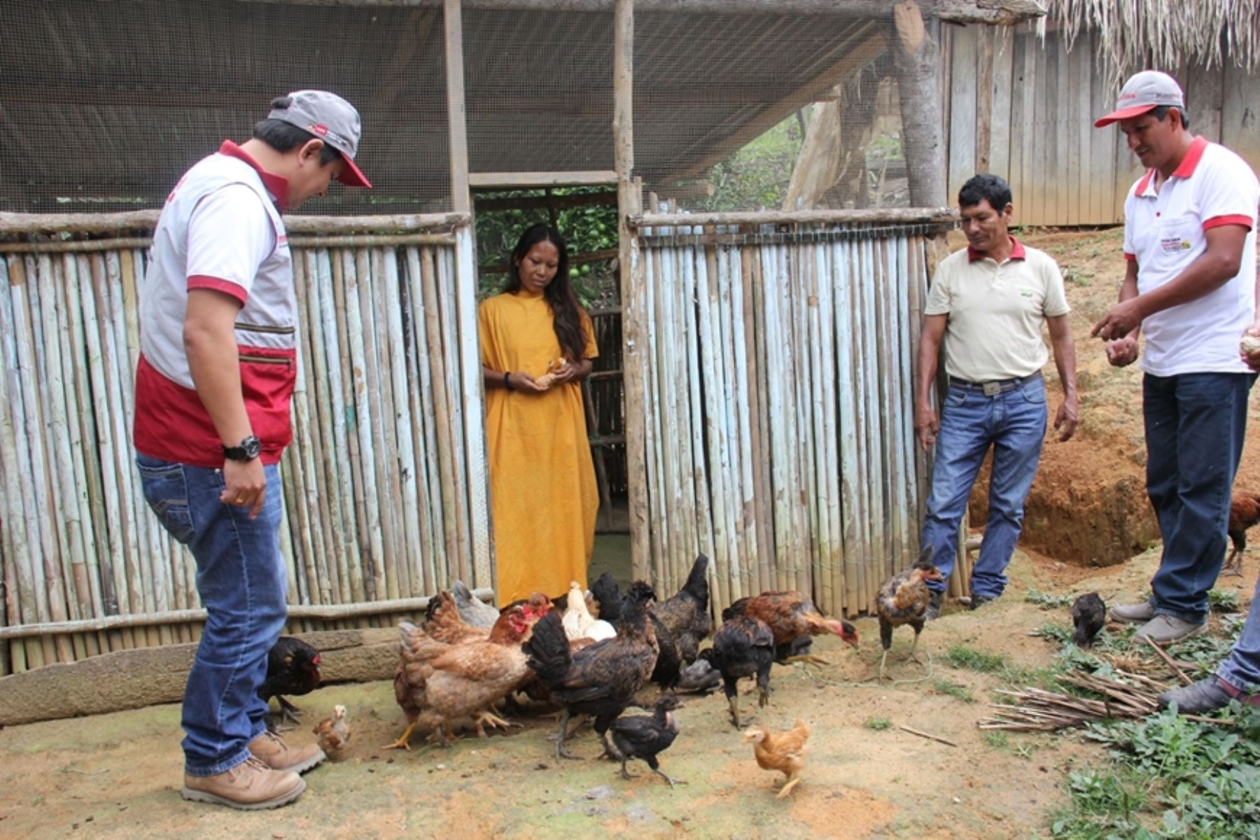Familias asháninkas y andinas de Junín desarrollan proyectos sostenibles. ANDINA/Difusión