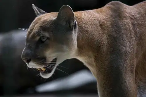 Conoce más sobre el puma andino, el segundo felino más grande de América que vive en Perú y en otros países de la región. EFE