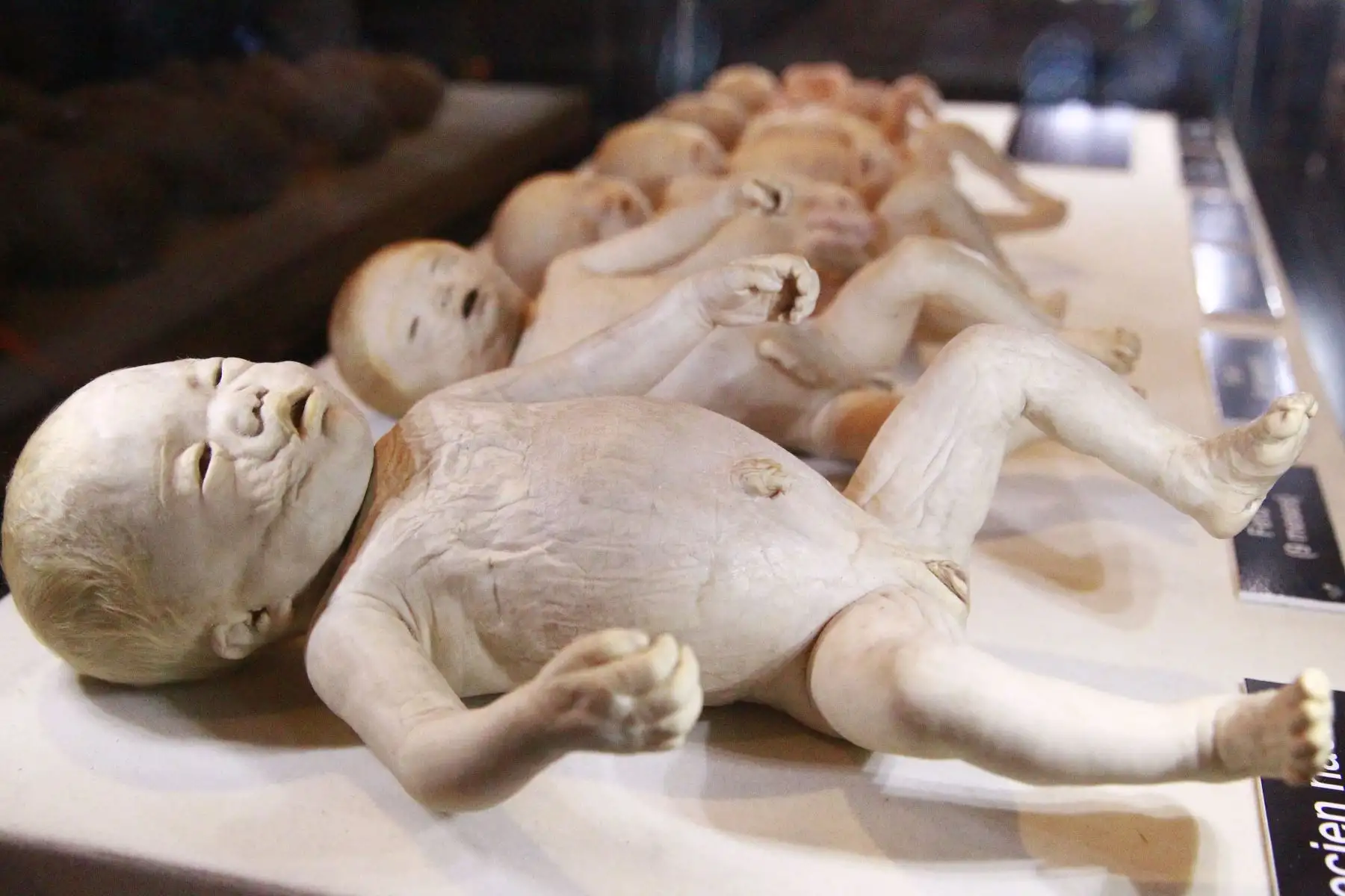 La impactante muestra "Bodies, cuerpos humanos reales" se encuentra de paso por Lima para mostrarnos cómo funciona el organismo. Foto: ANDINA/Eddy Ramos.