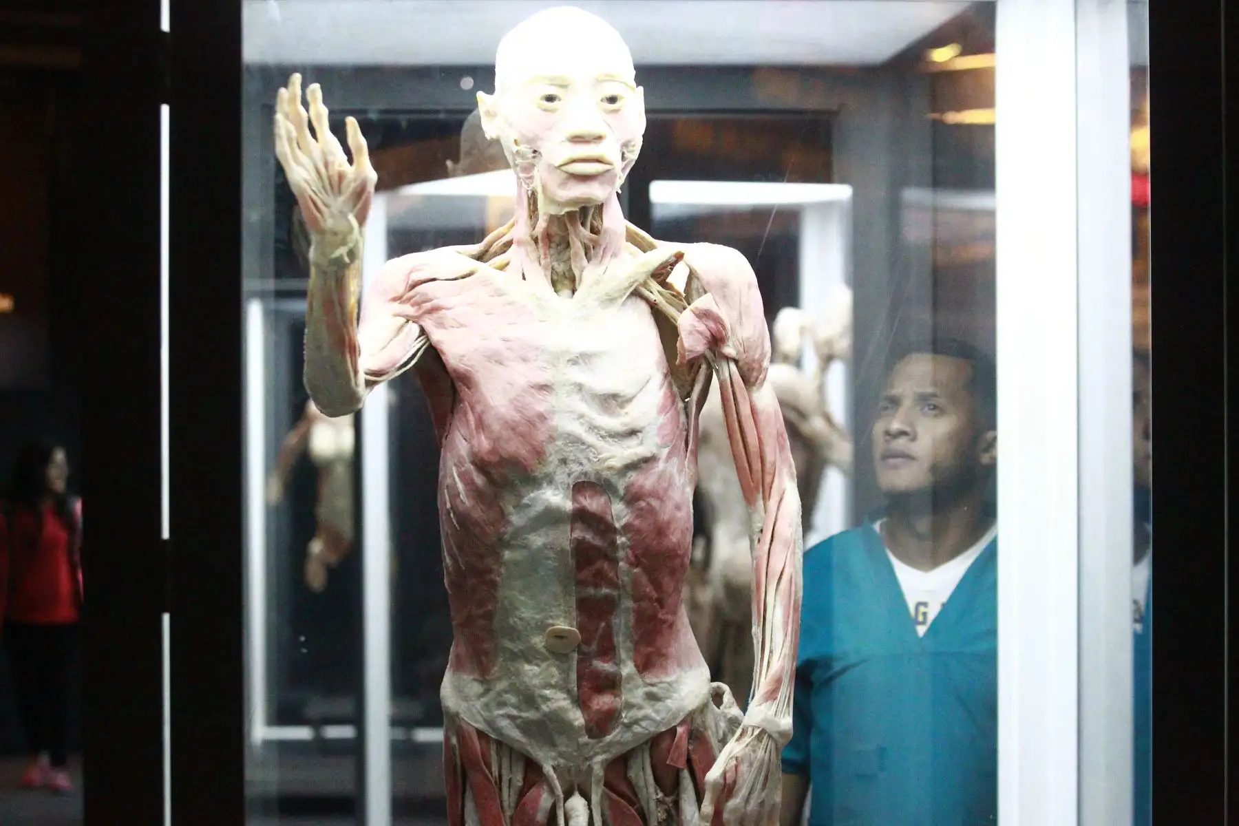 La impactante muestra "Bodies, cuerpos humanos reales" se encuentra de paso por Lima para mostrarnos cómo funciona el organismo. Foto: ANDINA/Eddy Ramos.