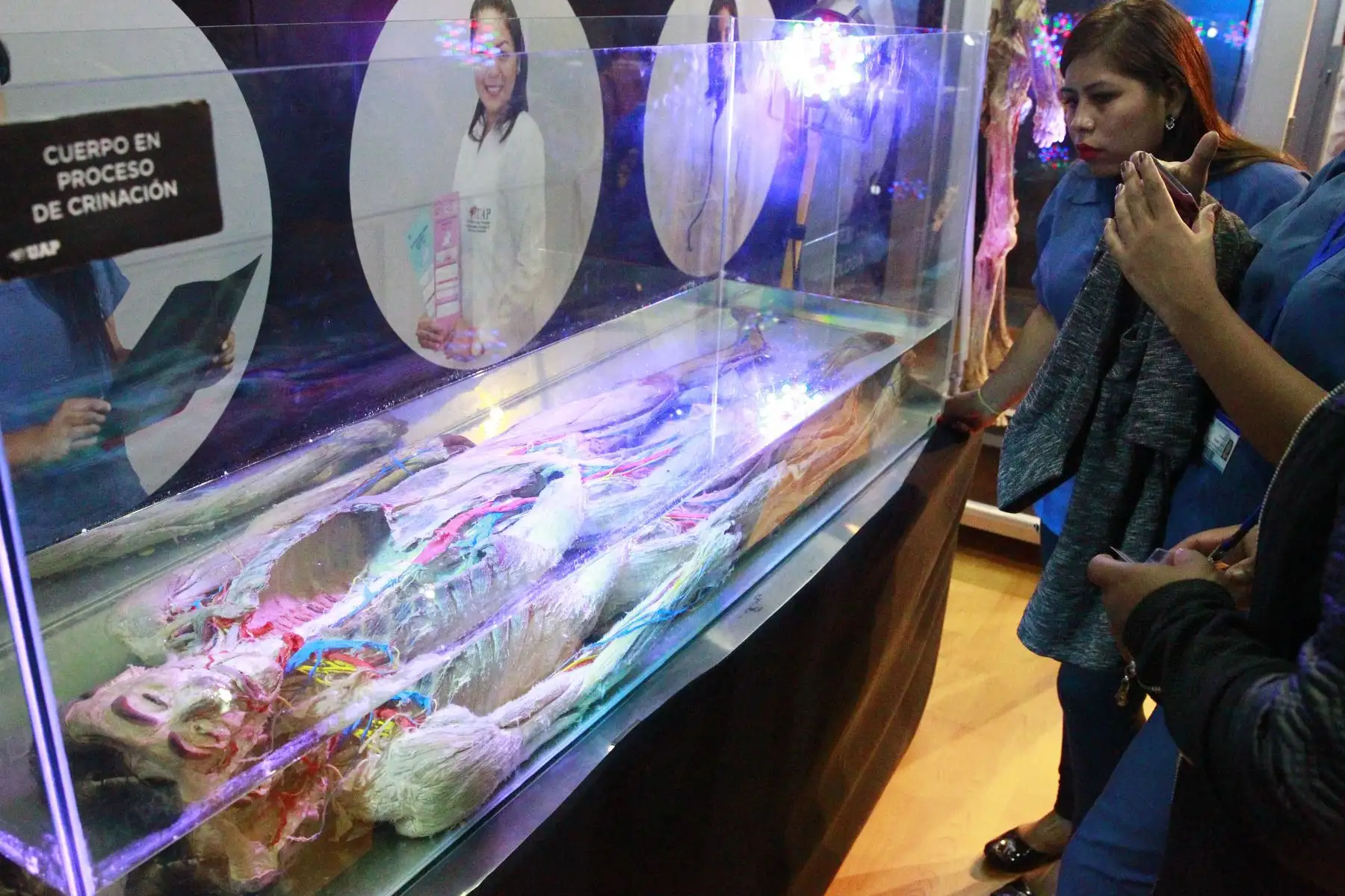 La impactante muestra "Bodies, cuerpos humanos reales" se encuentra de paso por Lima para mostrarnos cómo funciona el organismo. Foto: ANDINA/Eddy Ramos.