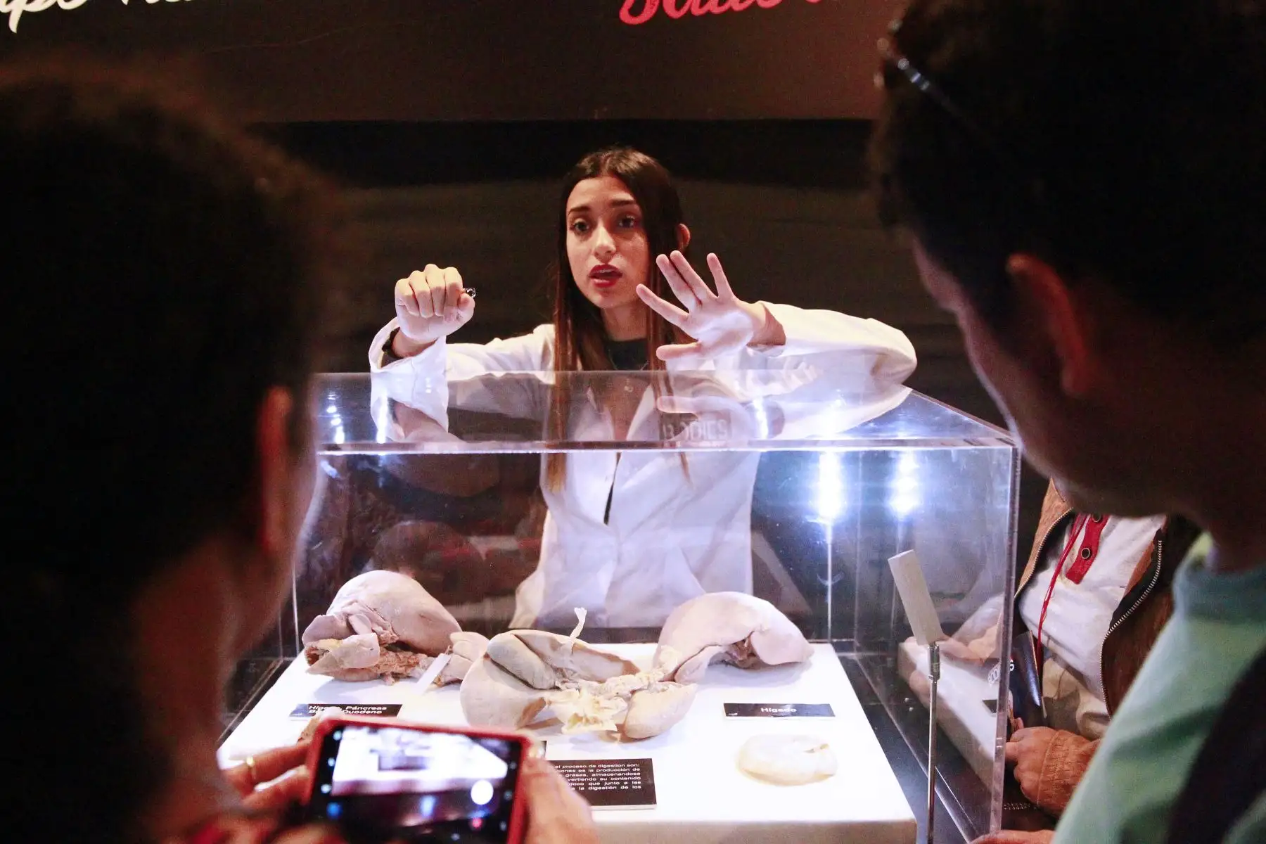 La impactante muestra "Bodies, cuerpos humanos reales" se encuentra de paso por Lima para mostrarnos cómo funciona el organismo. Foto: ANDINA/Eddy Ramos.