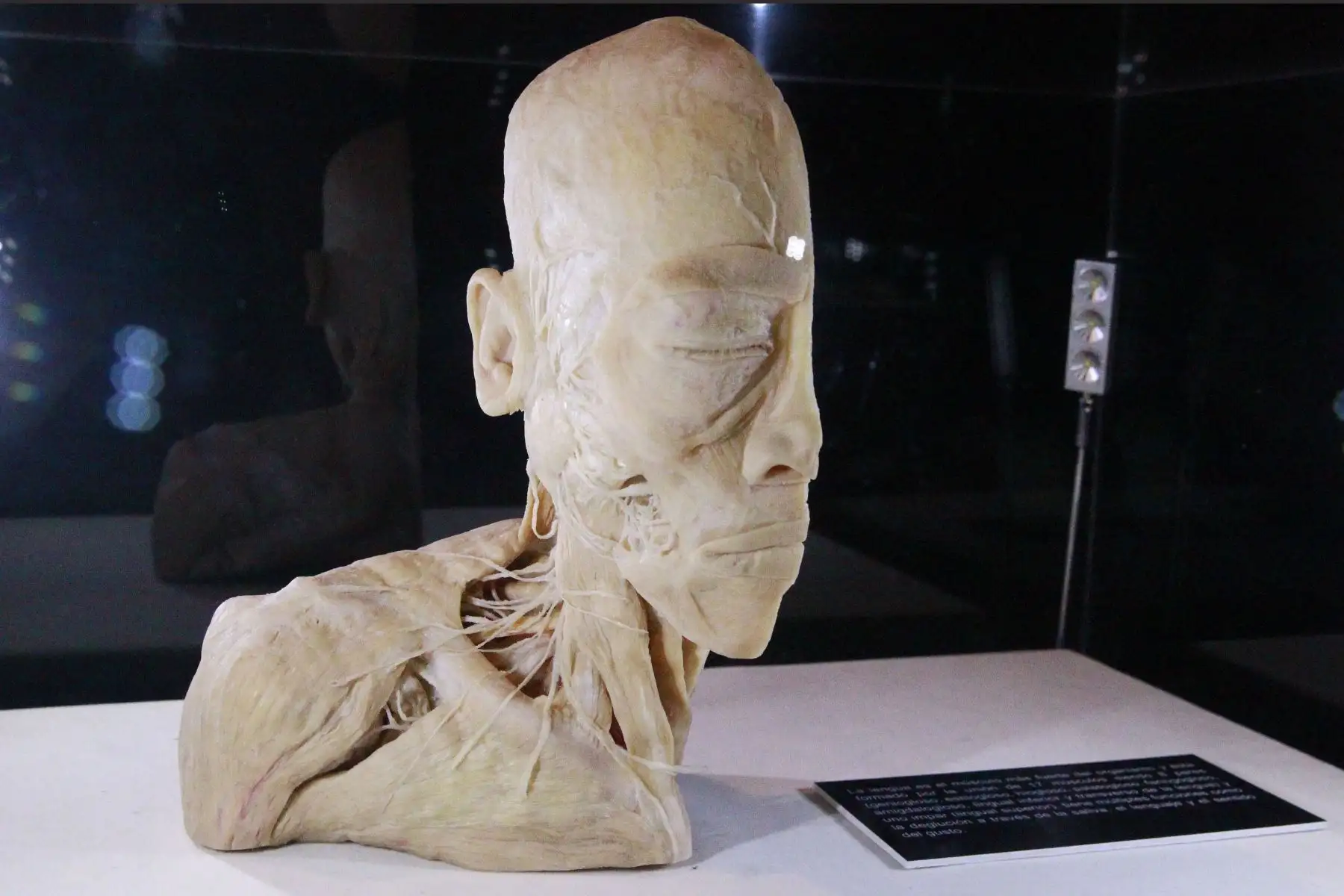 La impactante muestra "Bodies, cuerpos humanos reales" se encuentra de paso por Lima para mostrarnos cómo funciona el organismo. Foto: ANDINA/Eddy Ramos.