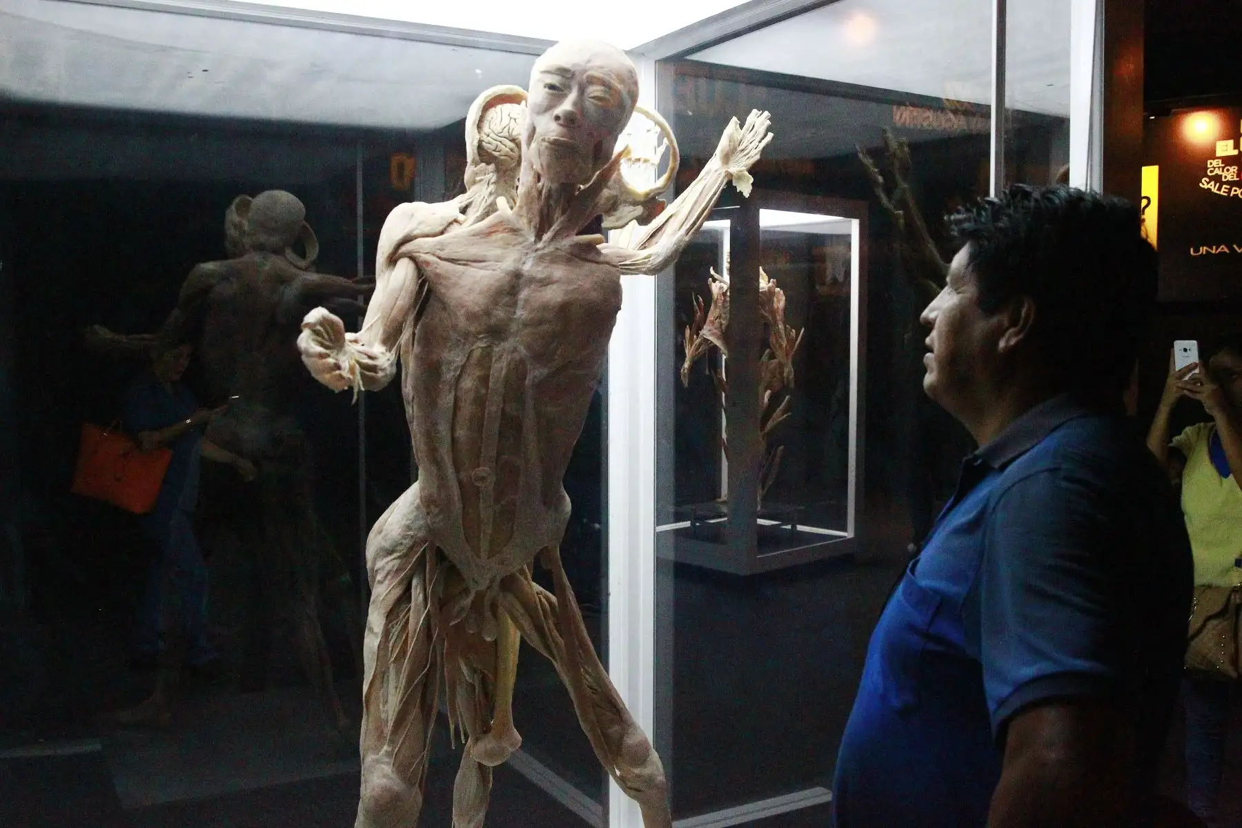 La impactante muestra "Bodies, cuerpos humanos reales" se encuentra de paso por Lima para mostrarnos cómo funciona el organismo. Foto: ANDINA/Eddy Ramos.