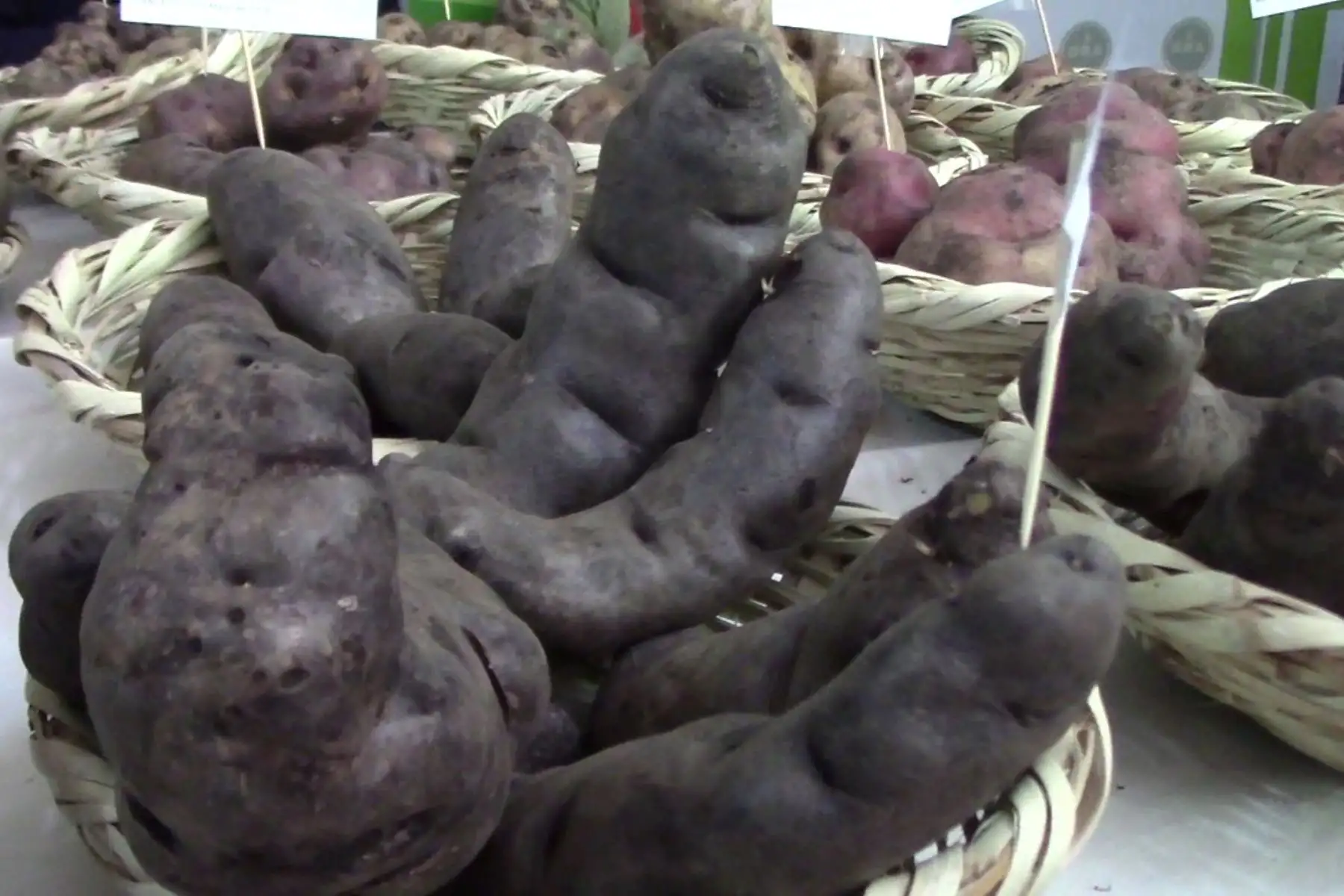 Existen muchas razones para consumir nuestra papa nativa, no solo por su incomparable sabor, sino también por las propiedades y vitaminas que contienen y que favorecen a nuestra salud.ANDINA/Pedro Tinoco