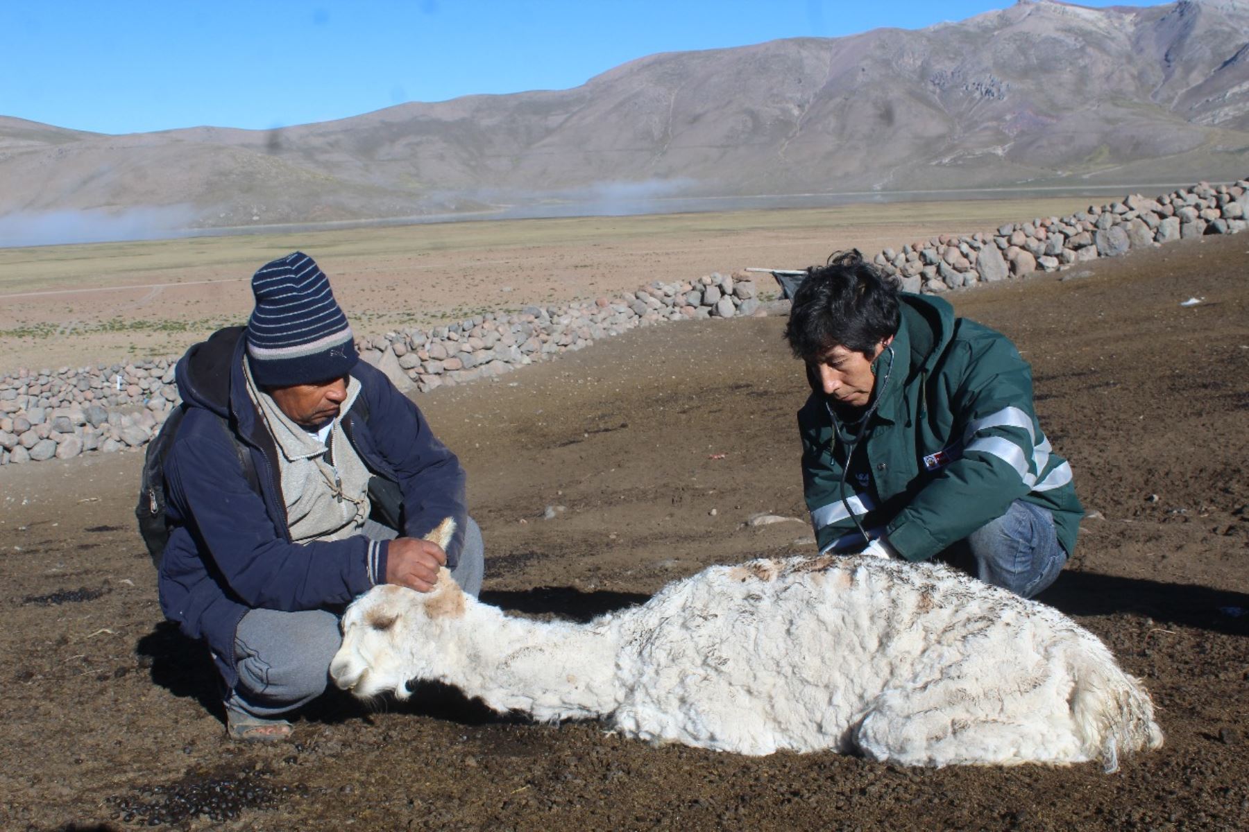 Senasa descarta que cenizas de volcán Sabancaya, en Arequipa provoque afecciones sanitarias en las alpacas. ANDINA