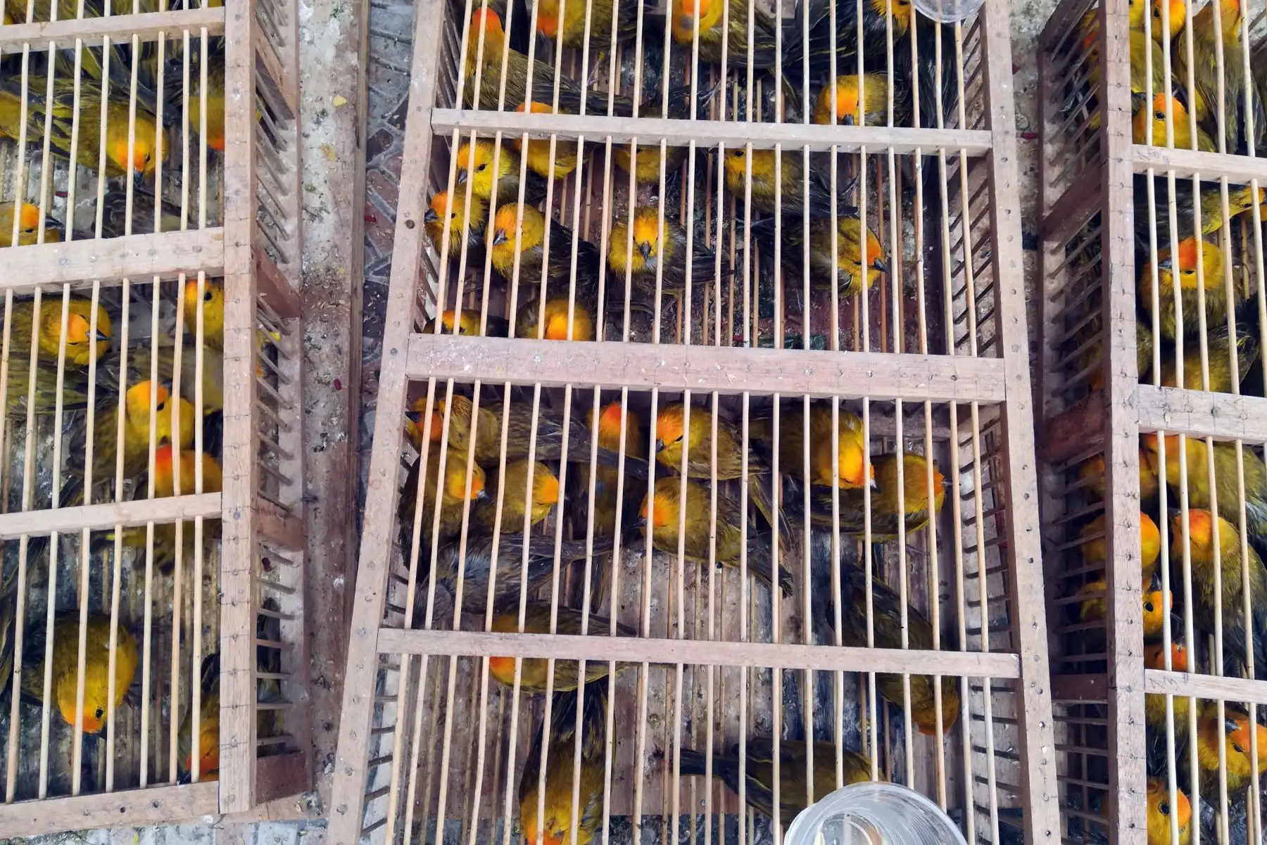 Promueven acciones de conservación de especies amenazadas en Perú. ANDINA/Difusión