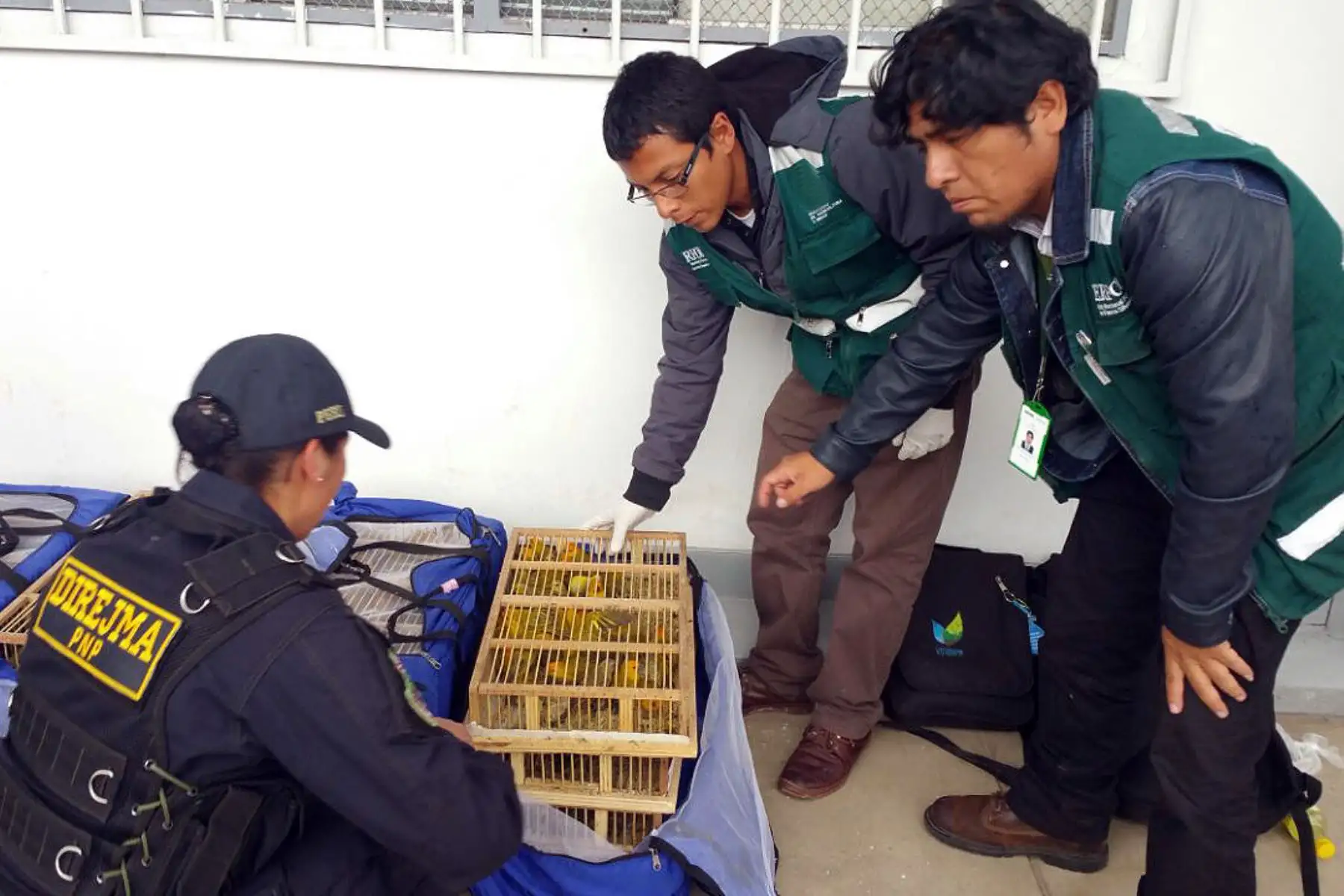 Más de 10,000 animales vivos fueron rescatados del tráfico de fauna silvestre durante 2017, revela el Serfor. ANDINA/Difusión