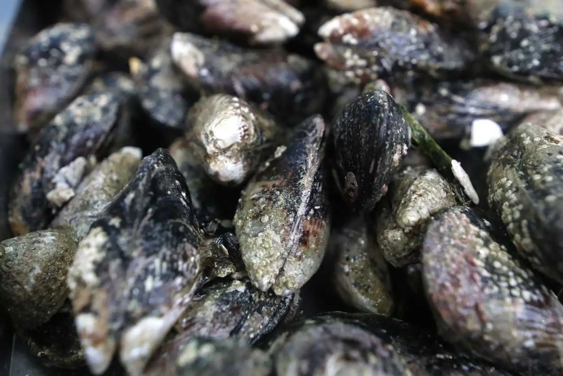 El Organismo Nacional de Sanidad Pesquera (Sanipes) anunció la reapertura del área de producción Escoria en Ilo, región Moquegua para la extracción del recurso hidrobiológico choro (Aulacomya atra) y moluscos bivalvos en general, por no representar riesgo para la salud de los consumidores.