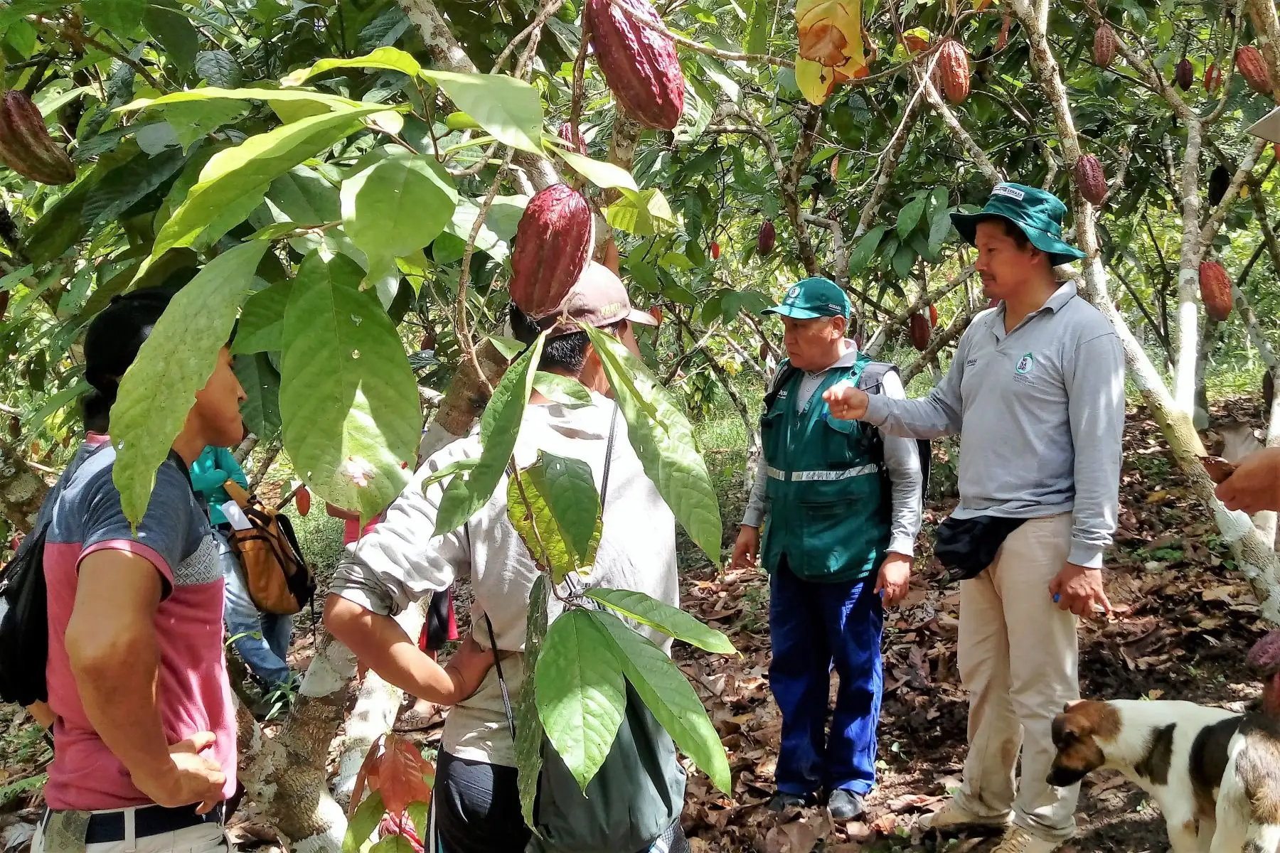 Especialistas del Minagri capacitan a productores de cacao de Ucayali en lucha contra las plagas que afectan ese cultivo. ANDINA/Difusión
