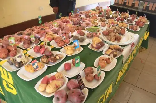 Implementarán planta procesadora de papa en la región La Libertad. ANDINA