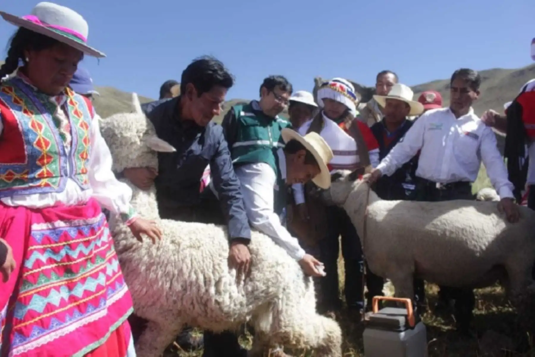 El Ministerio de Agricultura y Riego, la municipalidad del distrito de Ichuña y la agencia agraria de este distrito, acordaron la aplicación de antibióticos, antinflamatorios y vitaminas a 20,000 alpacas y llamas de zonas afectadas por las nevadas y bajas temperaturas que azotan esta parte de la región Moquegua. ANDINA/Difusión