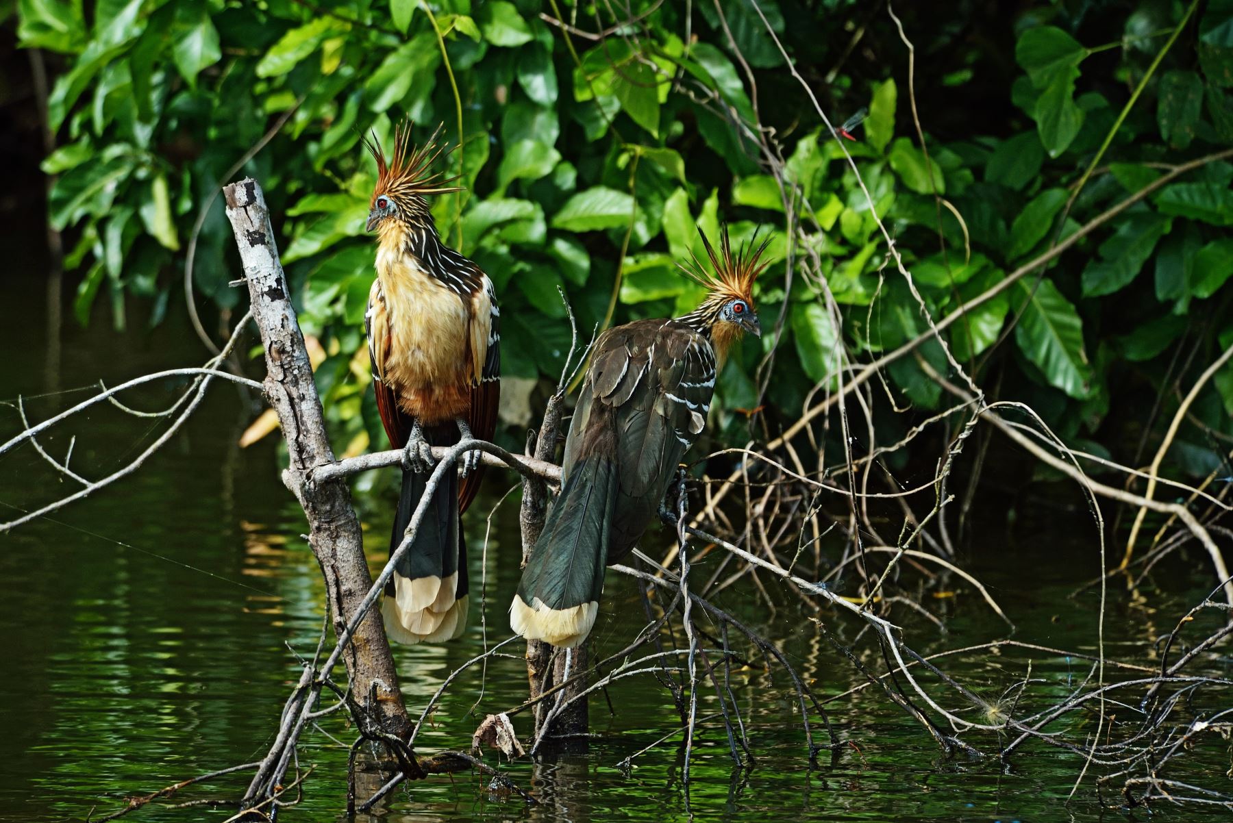 Más de 1,000 especies de aves viven en el Parque Nacional del Manu y lo convierten en destino para los observadores de aves. Foto: ANDINA/Sernanp.