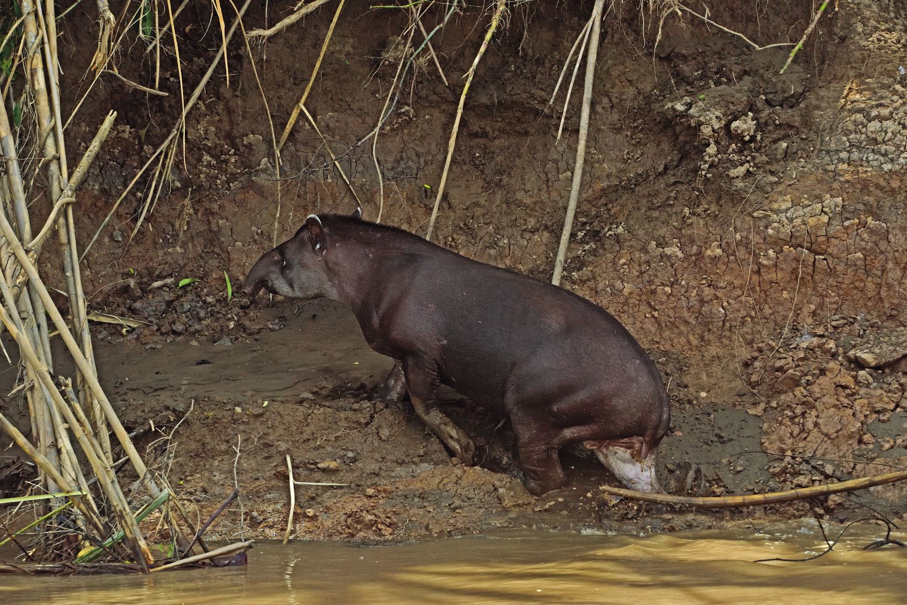 El tapir es otra de las especies que se benefician de la riqueza del área natural protegida. Foto: ANDINA/Sernanp.