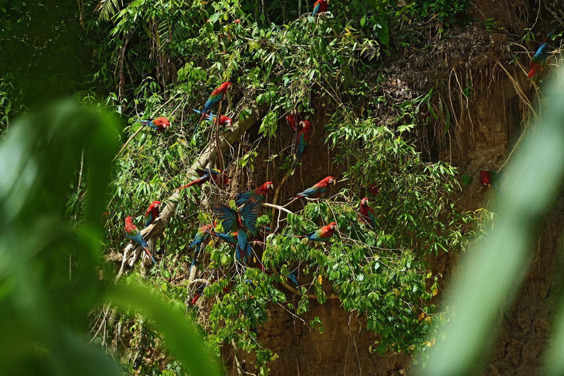 Uno de los mayores atractivos del Parque son las collpas, hábitat de 
los guacayamos y de otras especies de fauna, que llegan en busca de alimento. Foto: ANDINA/Sernanp.