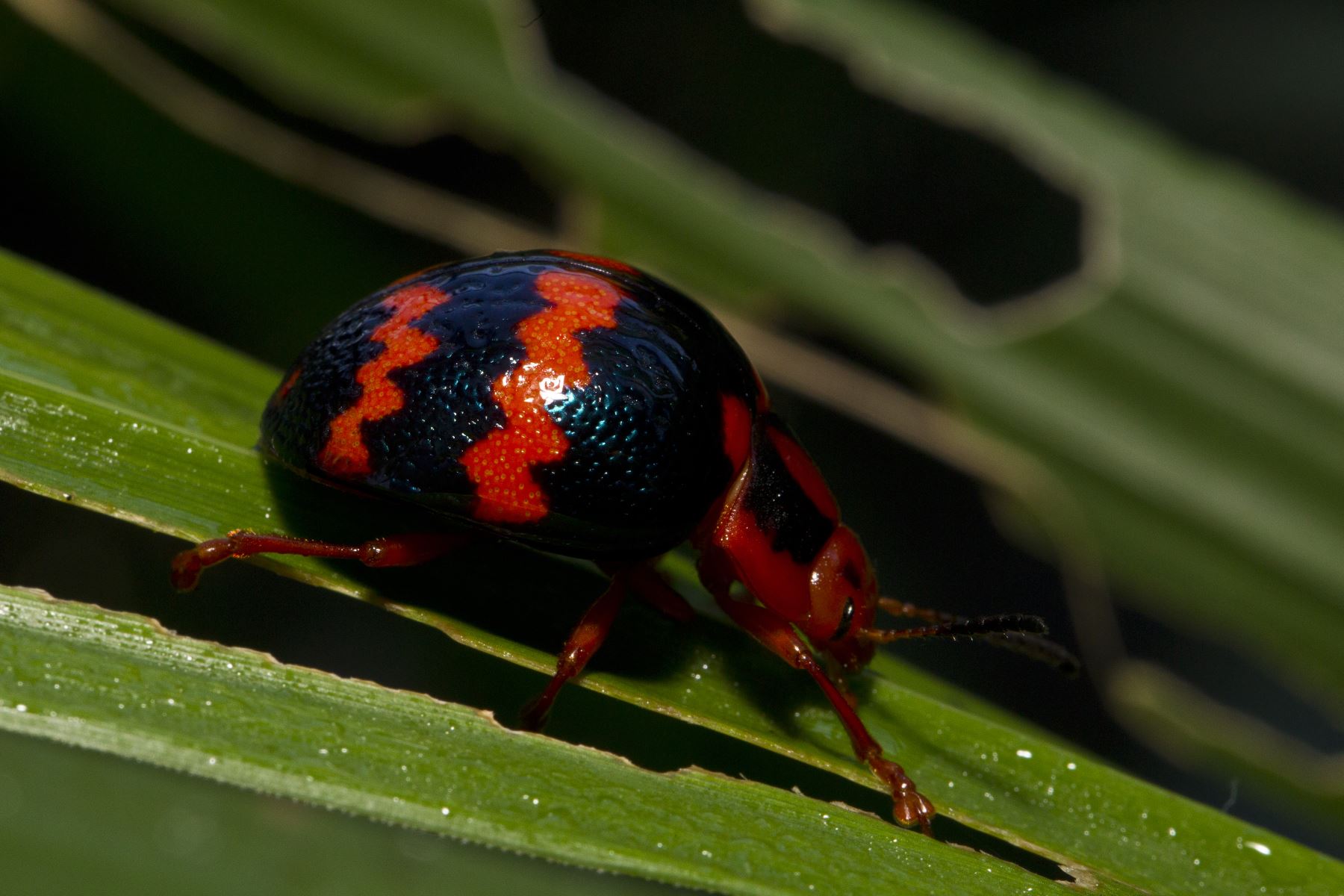 El Parque Nacional del Manu es reconocido por tener una gran variedad de especies de insectos. Foto: ANDINA/Sernanp.