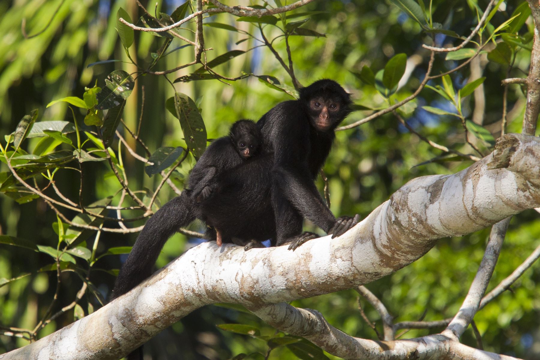 El Parque Nacional del Manu alberga una gran diversidad de especies de monos. Foto: ANDINA/Sernanp.