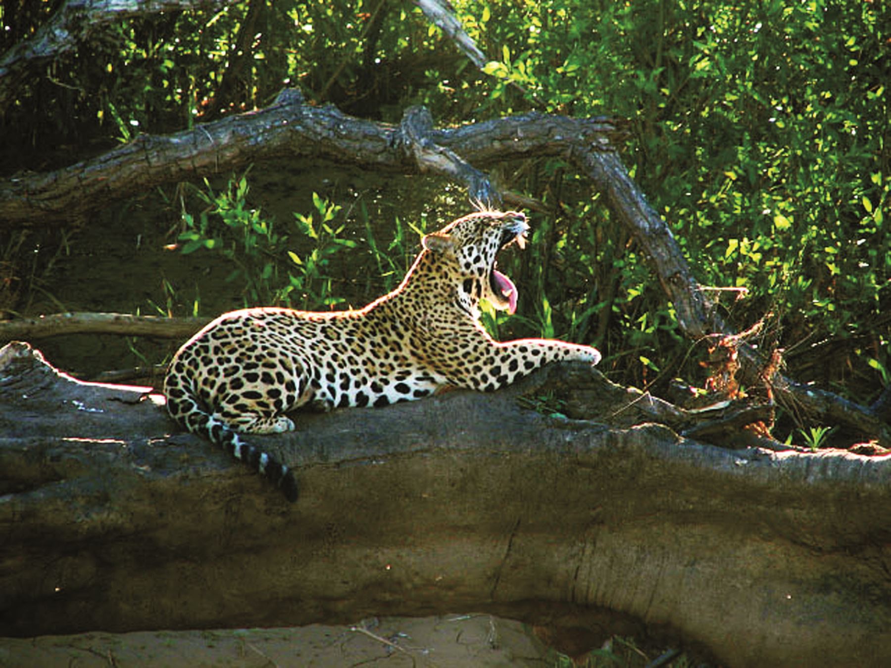 El jaguar es una especie protegida que vive dentro del Parque Nacional del Manu. Foto: ANDINA/Sernanp.
