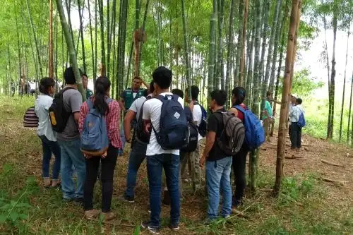 Los productores de Cajamarca y Amazonas apuestan por el bambú y fortalecer su cadena productiva. ANDINA/Difusión