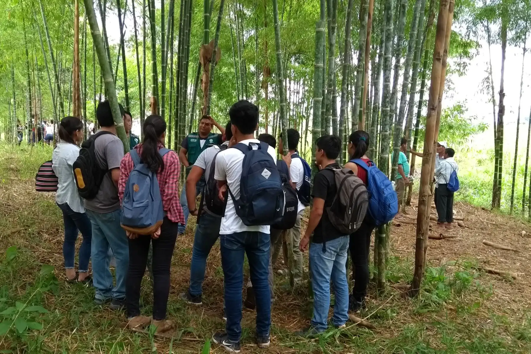 Los productores de Cajamarca y Amazonas apuestan por el bambú y fortalecer su cadena productiva. ANDINA/Difusión