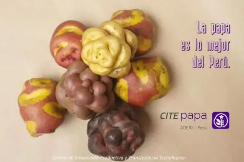 La papa ha dejado de ser simplemente un cultivo agrícola destinado a la alimentación para convertirse en el gran insumo para la innovación en el Perú y existe un campo infinito porque nuestro país posee la mayor diversidad del mundo, destacó la directora ejecutiva del Centro de Innovación Tecnológica (Cite) Papa y otros cultivos andinos, Celfia Obregón.