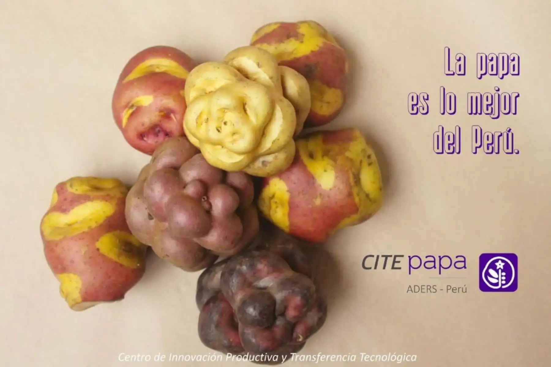 La papa ha dejado de ser simplemente un cultivo agrícola destinado a la alimentación para convertirse en el gran insumo para la innovación en el Perú y existe un campo infinito porque nuestro país posee la mayor diversidad del mundo, destacó la directora ejecutiva del Centro de Innovación Tecnológica (Cite) Papa y otros cultivos andinos, Celfia Obregón.
