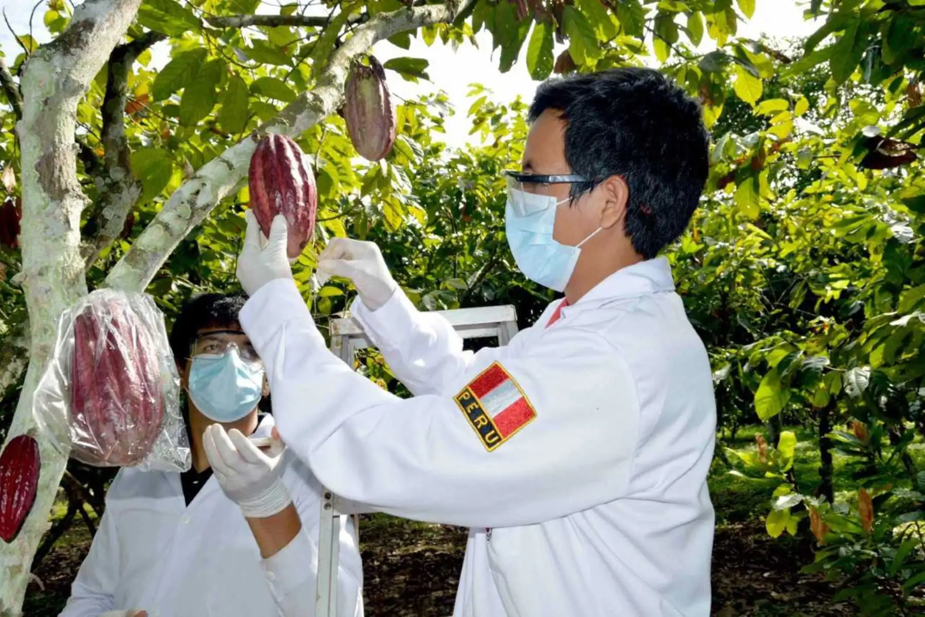 La Asociación Peruana de Productores de Cacao (Appcacao) ha elaborado una agenda de innovación tecnológica que permitirá impulsar el desarrollo competitivo y sostenible del cultivo de cacao fino y de aroma de los productores de las regiones de Piura, Tumbes, Amazonas y Ayacucho.