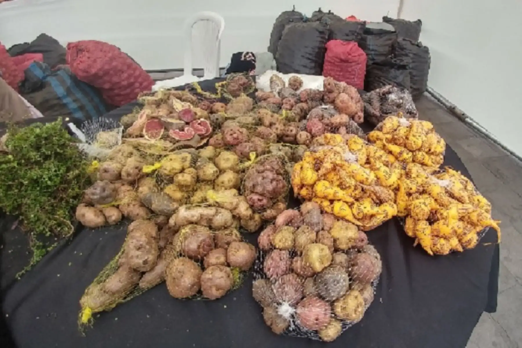 Cusco produce más de 1,200 variedades de papa nativa