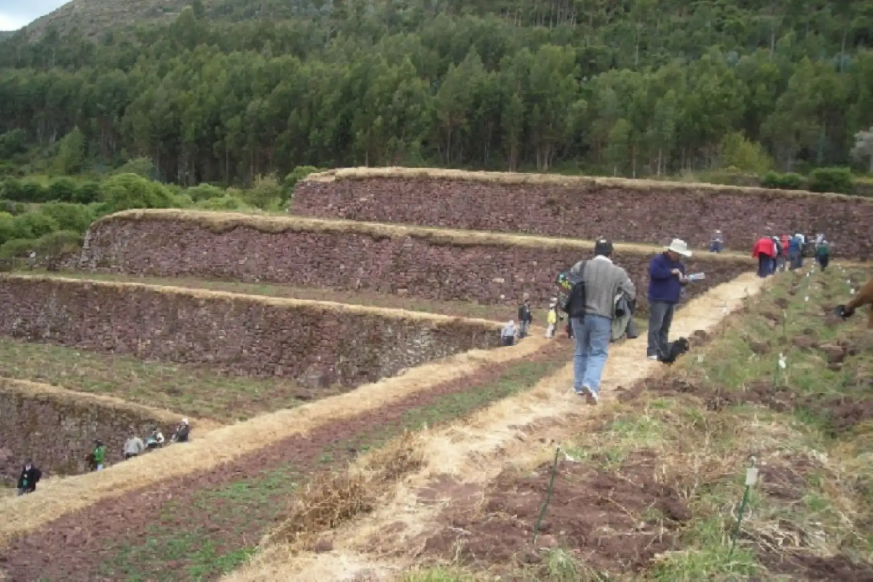 isitantes de diversos países apreciarán en andenes de Cusco variedad de papa nativa