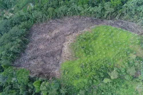 En las últimas cinco décadas, se estima que en Perú se ha deforestado 2.3 millones de hectáreas de bosques para cultivar hoja de coca. La cifra preocupa si se toma en cuenta que la siembra ilícita no solo origina daños sociales, sino que al emplearse agroquímicos contaminan el agua, suelo y la biodiversidad, informó Devida. ANDINA/Difusión