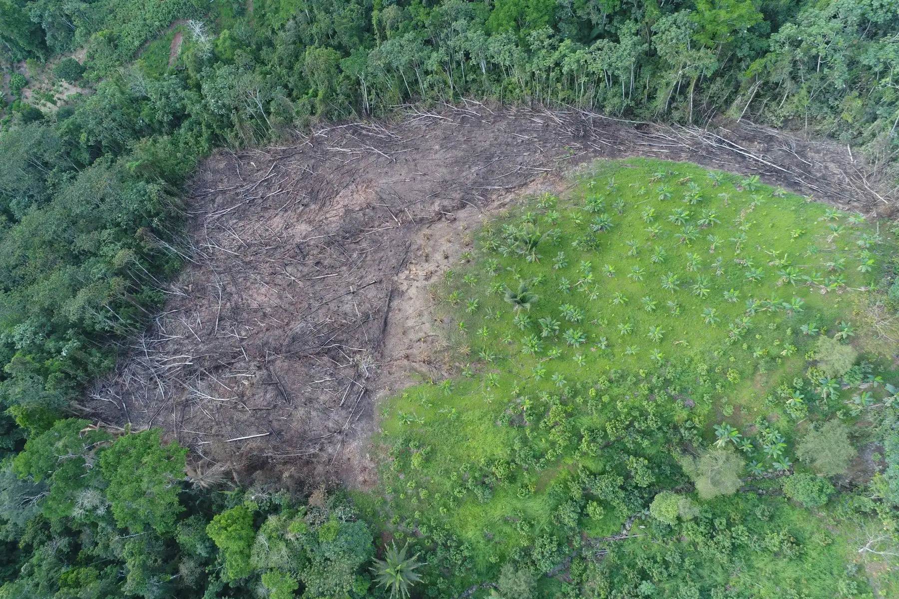 En las últimas cinco décadas, se estima que en Perú se ha deforestado 2.3 millones de hectáreas de bosques para cultivar hoja de coca. La cifra preocupa si se toma en cuenta que la siembra ilícita no solo origina daños sociales, sino que al emplearse agroquímicos contaminan el agua, suelo y la biodiversidad, informó Devida. ANDINA/Difusión