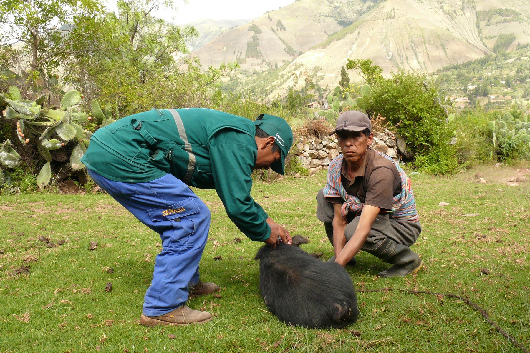 Más de 800 familias del Vraem dedicadas a la crianza de cerdos se benefician con campaña contra la peste porcina que realiza el Minagri. ANDINA