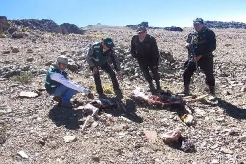 Durante las investigaciones en el lugar de los hechos, los policías encontraron huellas de zapatos tipo ojotas y de una camioneta, que se presume les pertenece a los cazadores furtivos.