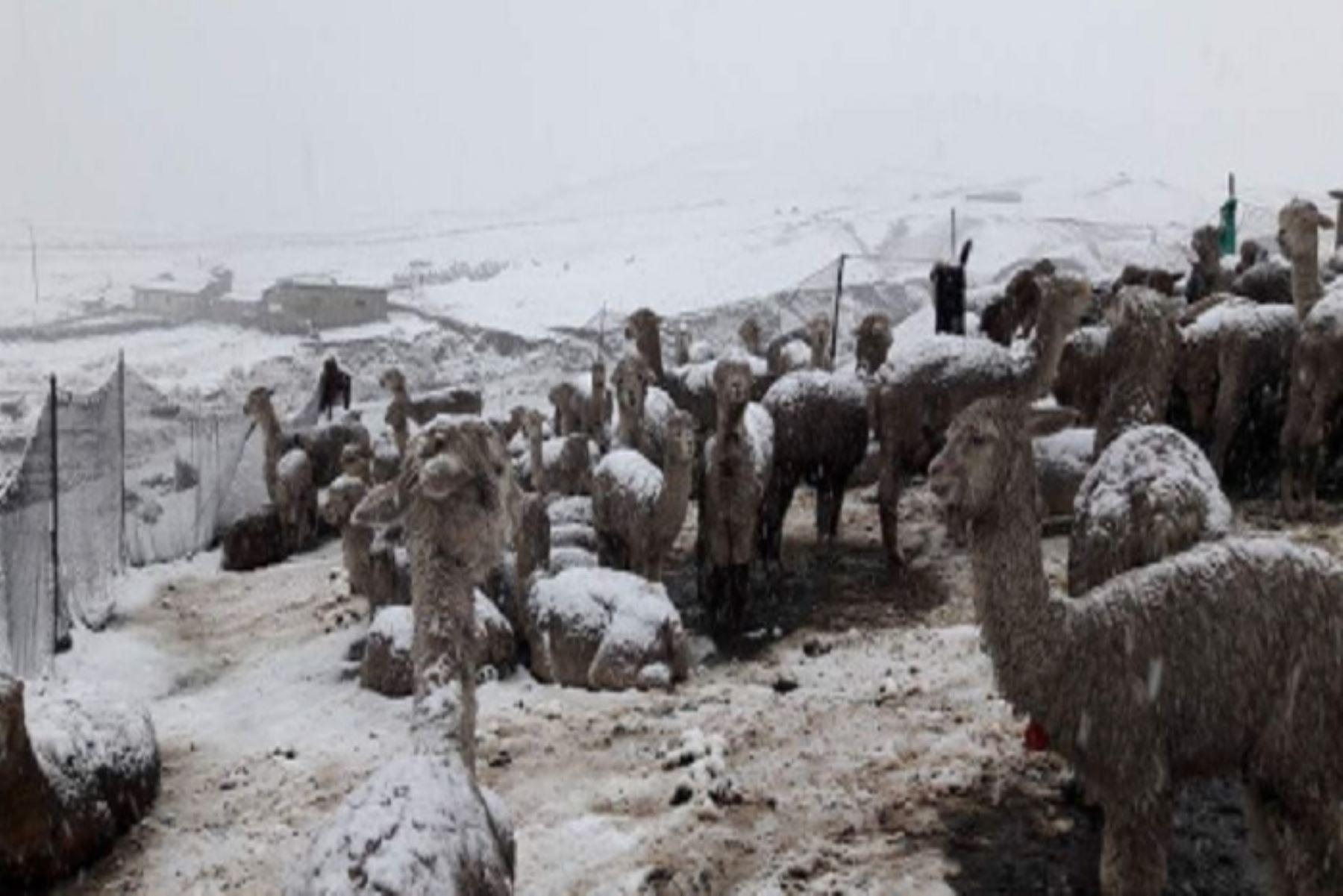 En el Tambo de Llullucha, a 4132 metros de altura, en la localidad lda dñocPukaccasa del distrito y provincia de Ocongate, en la región Cusco, el acumulado de nieve llegó hasta los 35 centímetros de altura.