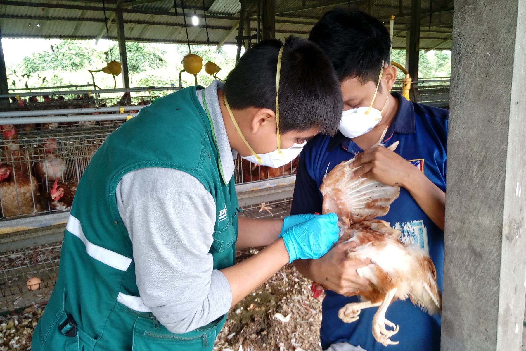 Personal sanitario revisa un ave de corral en el Perú (imagen de archivo). Foto: ANDINA/Difusión