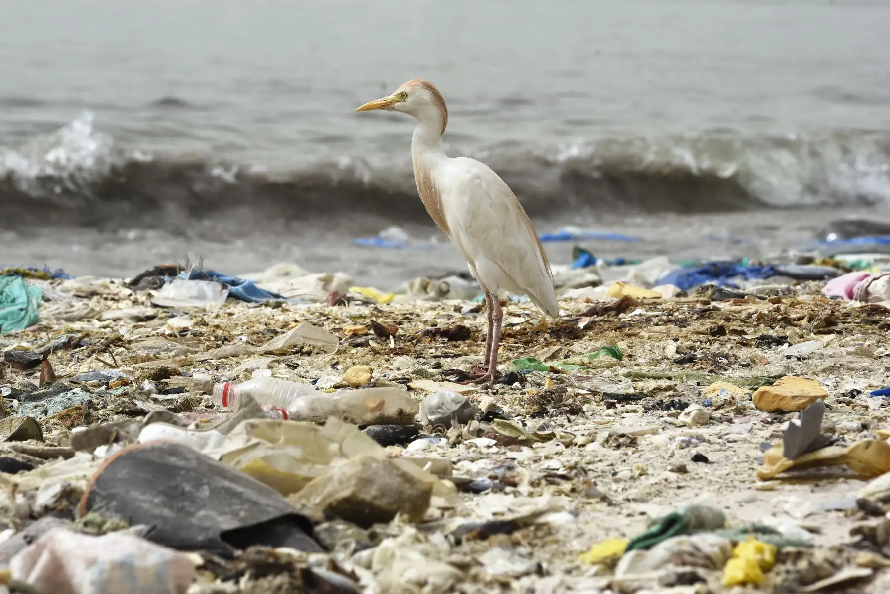 El Día Mundial del Medio Ambiente se conmemora anualmente el 5 de junio y tiene como objetivo promover el conocimiento y la acción para proteger el medio ambiente.Foto: AFP
