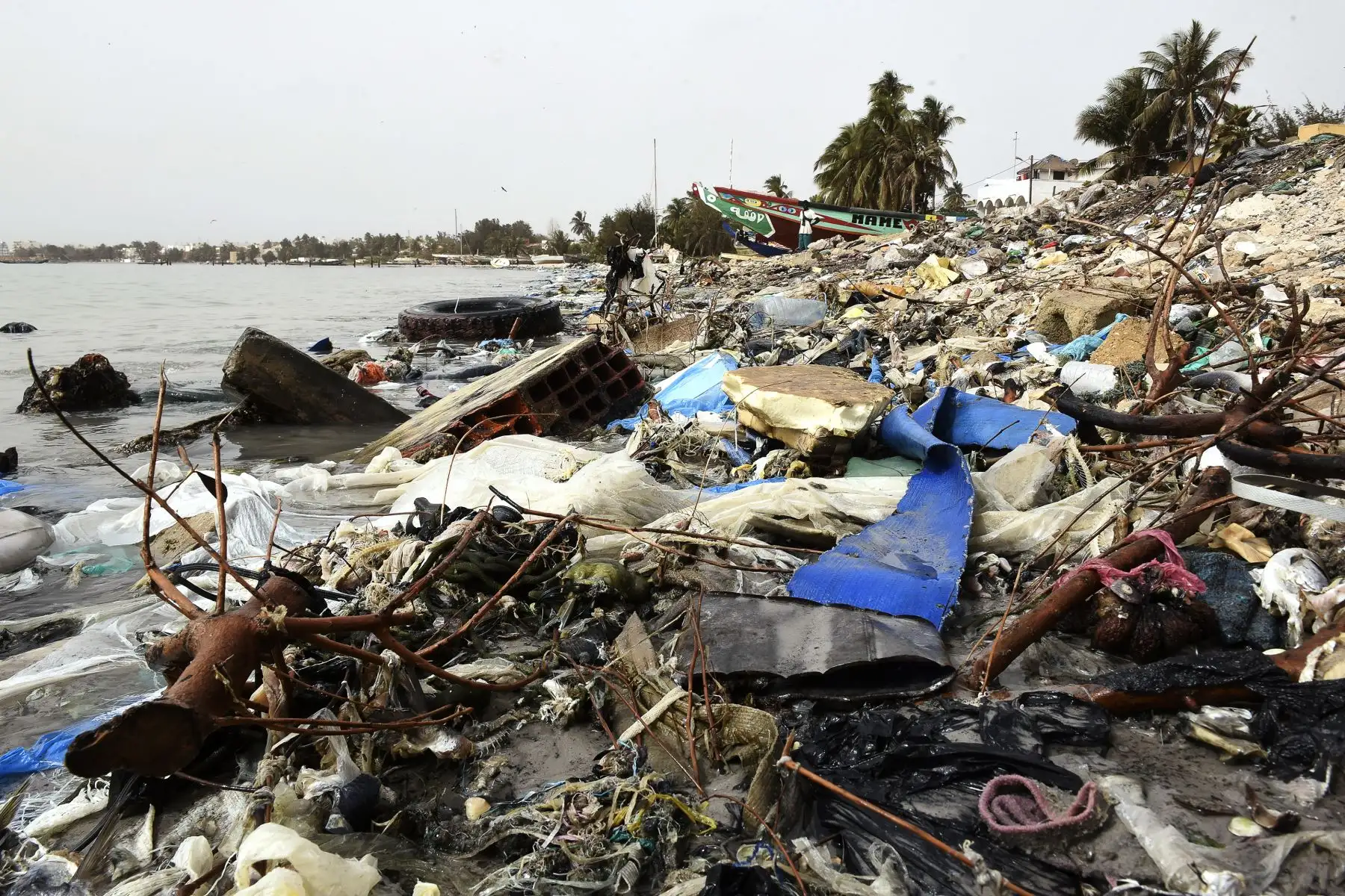 El Día Mundial del Medio Ambiente se conmemora anualmente el 5 de junio y tiene como objetivo promover el conocimiento y la acción para proteger el medio ambiente.Foto: AFP