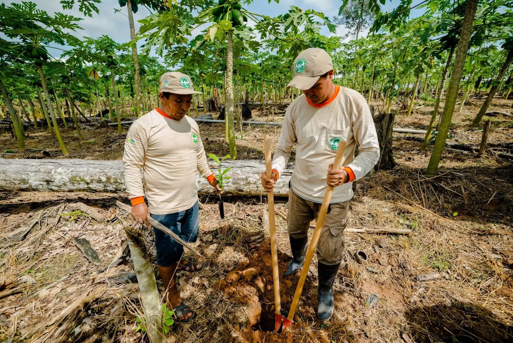En el Día Mundial del Medio Ambiente conozca los esfuerzos del Minam+CAF para recuperar más de 7,600 hectáreas degradadas en Cusco, Madre de Dios y Puno. ANDINA/Difusión