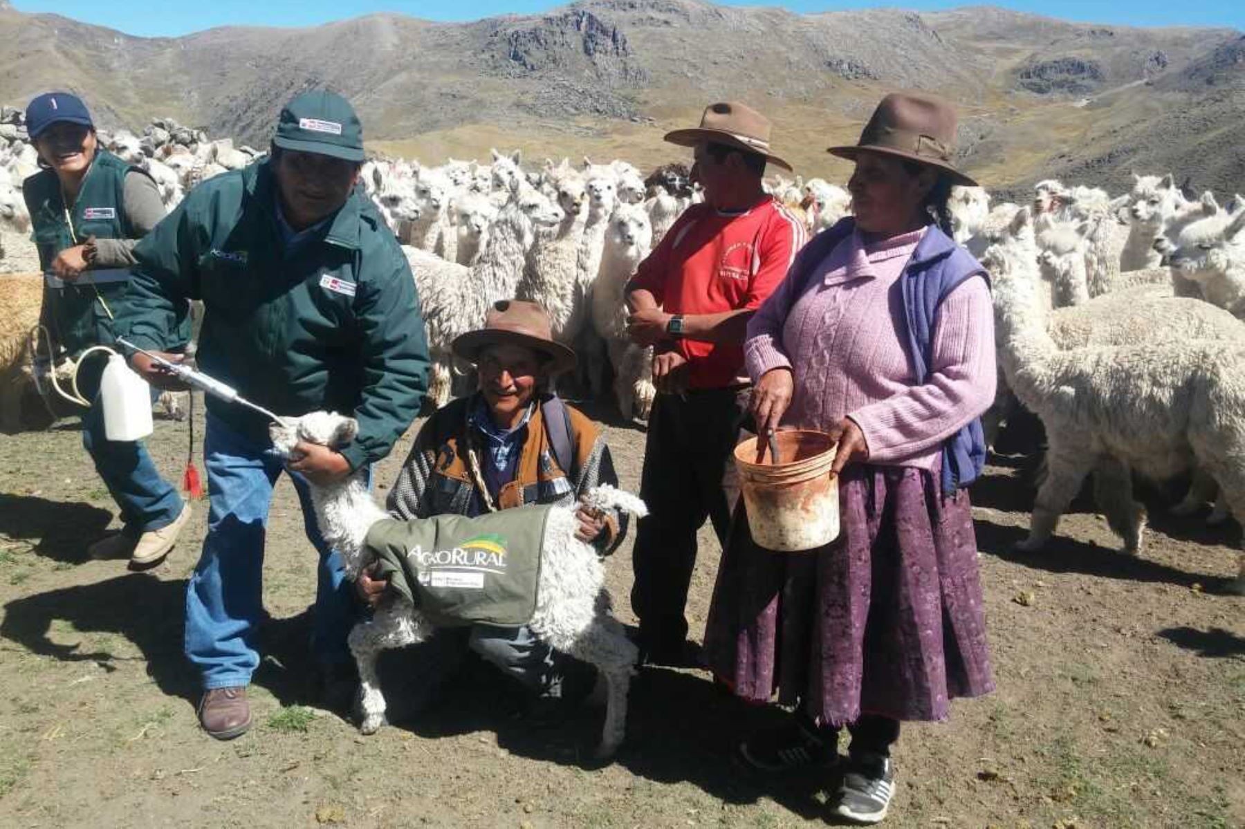 Como parte de las acciones del Plan Multisectorial de Heladas y Friaje 2018, el Ministerio de Agricultura y Riego viene realizando una campaña masiva de aplicación y dosificación de los kits veterinarios entregados en 7 regiones del Perú para evitar la muerte de alrededor de 677,000 cabezas de ganado.