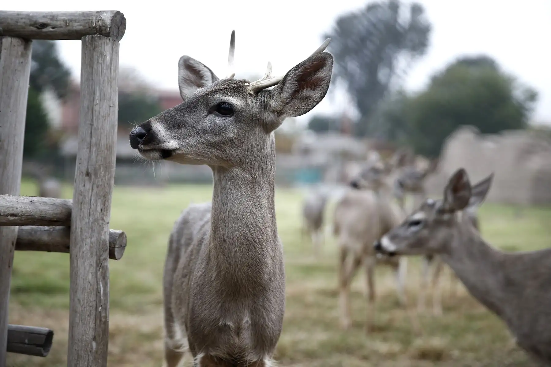 Frente a las bajas temperaturas el Parque de las Leyendas adopta medidas para asegurar bienestar de sus animales. Foto: ANDINA/Melina Mejía